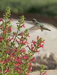 Hummingbird Austin ,TX 3932